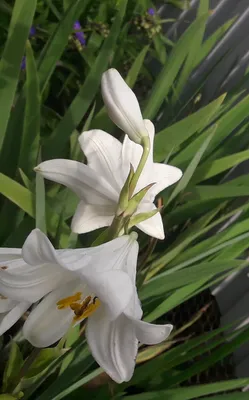 Белые лилии купить в Саратове недорого