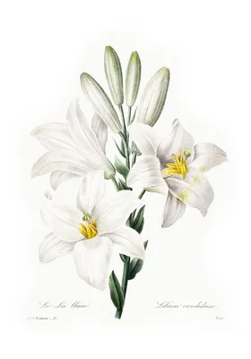 Красивая белая лилия, крупным планом :: Стоковая фотография :: Pixel-Shot  Studio