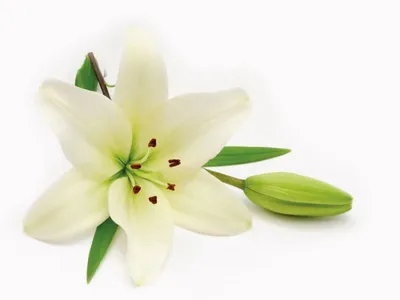 Фотообои Прекрасная белая лилия на стену. Купить фотообои Прекрасная белая  лилия в интернет-магазине WallArt