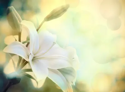 Лили Белая Лилия Ботанический - Бесплатное фото на Pixabay - Pixabay