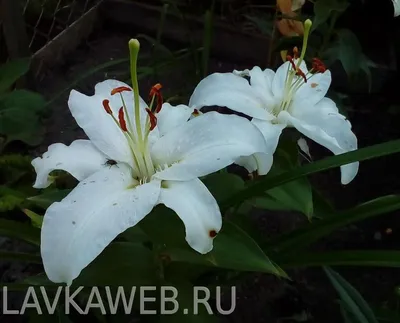 Купить фотообои \"Белая лилия 3D\" в интернет-магазине в Москве