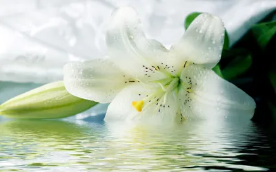 Белая лилия с листьями стоковое изображение. изображение насчитывающей вода  - 125446755