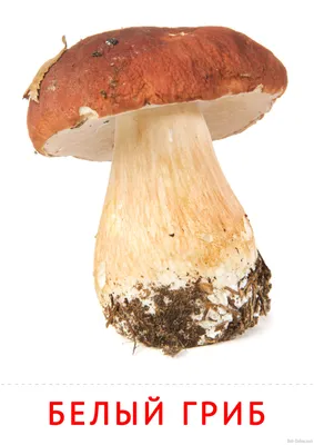 Белый гриб: карточка Домана | скачать или распечатать