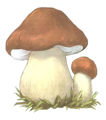 Белый гриб рисунок для детей - 71 фото
