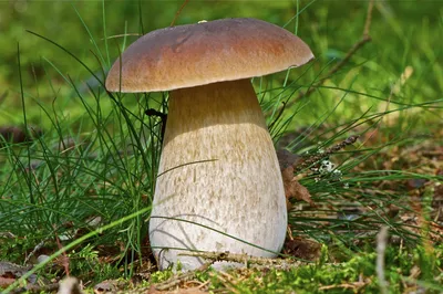 Сегодня отмечается День белого гриба | Саратов 24