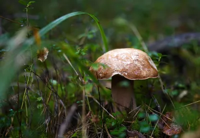 Белый гриб сосновый (Boletus pinophilus) – Грибы Сибири