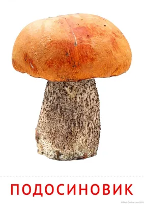 прозрачная рамка. милый красно-синий белый гриб. милые грибы природа  текстура для детей Иллюстрация вектора - иллюстрации насчитывающей  нарисовано, чертеж: 217882494