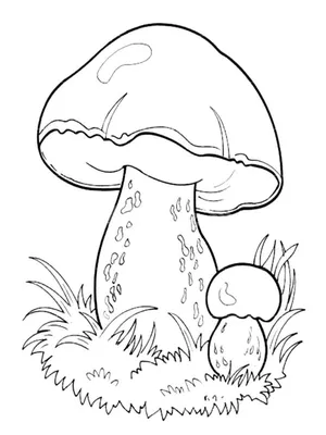 Белый гриб картинка для детей в детский садик и в школу.