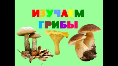 Жительница Башкирии нашла в лесу почти килограммовый белый гриб. Фото | РБК  Life