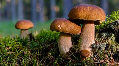 Состояние детей после отравления грибами в Ленобласти остаётся тяжёлым