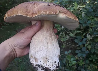 Памятка грибника: как собирать и варить грибы и не отравиться - 25 сентября  2019 - НГС.ру