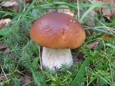 Белый гриб | Грибы. Мир грибов.