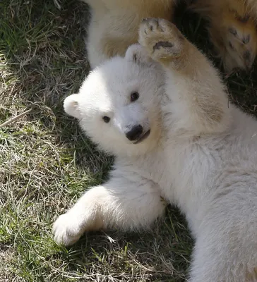 Фото белых медвежат, белые медведи в зоопарках мира