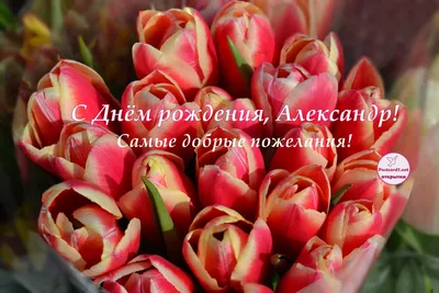 Коробка тюльпанов «Очарование» заказать с доставкой по цене 16 110 руб. в  Сочи