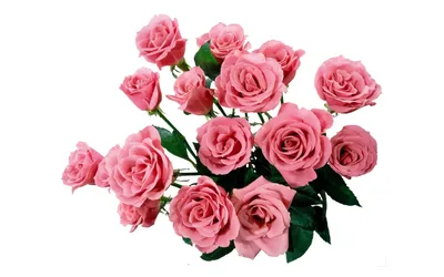 красивый букет роз на прозрачном фоне
