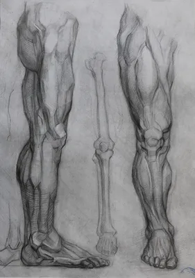 Анатомические рисунки человека » Kunstikaubad ART uudised