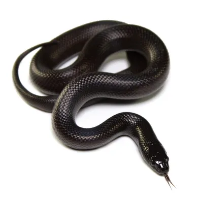 Картинка черной змеи