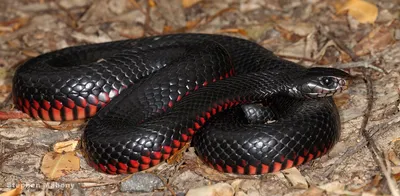 изображение черной змеи на листьях, картинка черная крыса змея, змея,  рептилия фон картинки и Фото для бесплатной загрузки