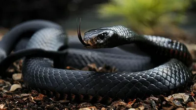 черная змея