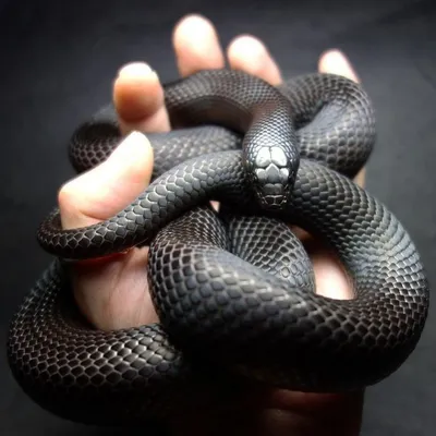 Змея черная мамба: как выглядит, где обитает и как действует ее яд —  exomania.com.ua