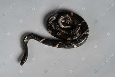 Голова черной змеи с желтыми …» — создано в Шедевруме