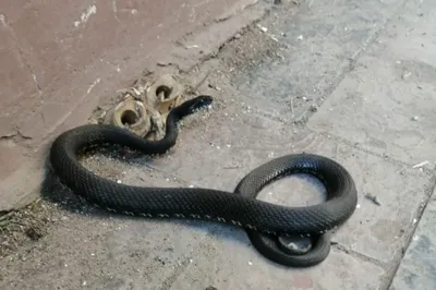 Фото Полосатая черная змея на сером фоне