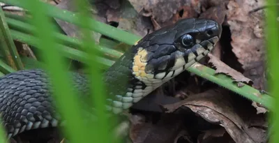 черная змея в лесу лежит, тело черной змеи, Hd фотография фото, змея фон  картинки и Фото для бесплатной загрузки