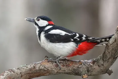 Woodpecker: Forest Orderly | Interesting facts about woodpecker - YouTube