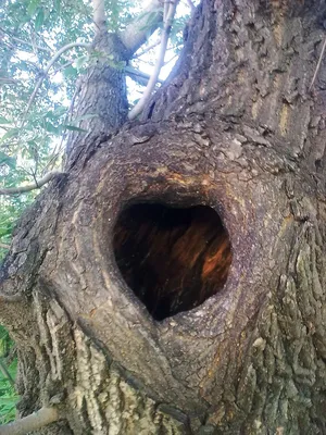 Дупло в дереве | Пикабу