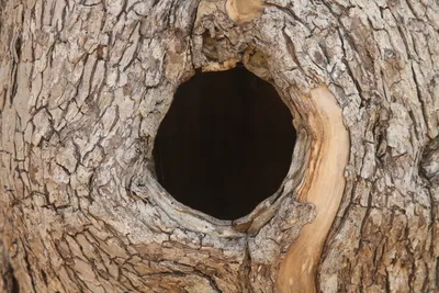 Дупло в сухом плоде гранатного дерева Stock Photo | Adobe Stock