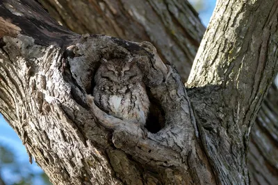 Задумывались ли вы, откуда на дереве берётся дупло? | ANIMAL ONE | ЖИВОТНЫЕ  | ПРИРОДА | Дзен