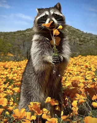 енот в цветах. raccoon in Flowers | Енот, Цветы