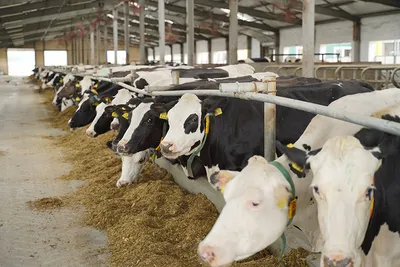 Ферма, коровы, домашнее молоко и полноценный отдых от городской суеты... –  Мирбис