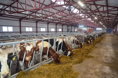 Самая крупная на европейской части России мега-ферма открылась в Рязанской  области
