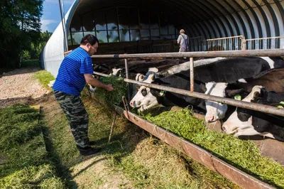 Ферма в деревне Сухарево: коровы, козы, ослики, яки и приют для алабаев -  Обзоры - РИАМО в Мытищах