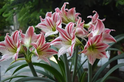 Hippeastrum vittatum