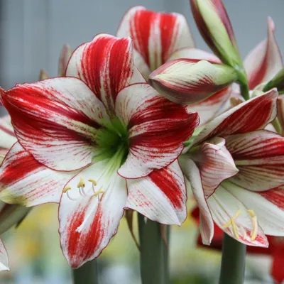 Hippeastrum 'Ambiance'