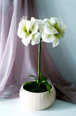 Hippeastrum glaucescens – Telos Rare Bulbs