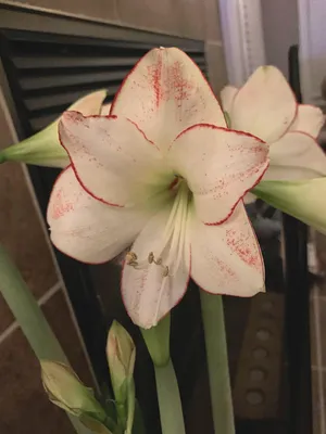 Гиппеаструм (Hippeastrum). Купить в Киеве. Доставка по Украине. Флора Лайф,  интернет-магазин растений