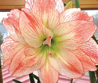 Hippeastrum Southern Hemisphere 'Picasso' Christmas Forcing Amaryllis from  Leo Berbee Bulb Company