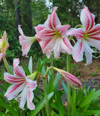 Buy Amaryllis Plants Online: Your Easy-Care, Vibrant Garden Star -  GreenDreams