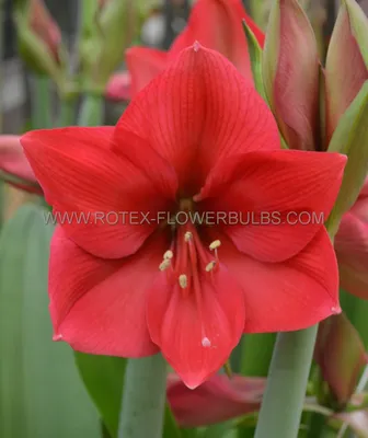 Hippeastrum flowers hi-res stock photography and images - Alamy