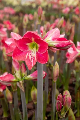 Hippeastrum Striatum Growing Wild in the Garden Stock Image - Image of  growing, garden: 233074497