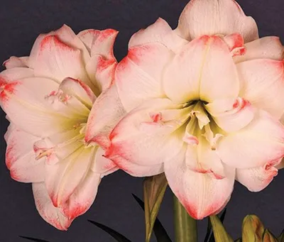 Summer Feature Flower – Hippeastrum - Victoria Whitelaw Beautiful Flowers