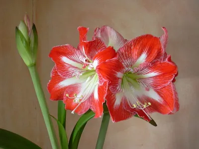 Gervase - Hippeastrum | VDQ Bulbs