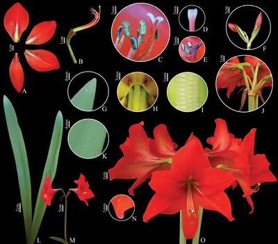 Hippeastrum 'Voodoo' – Secret Garden Growers