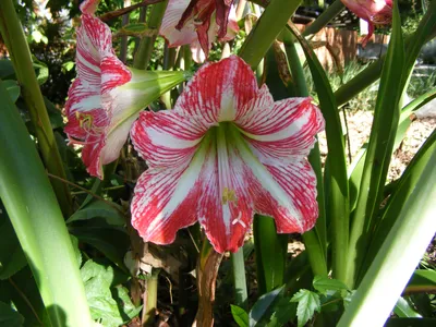 Hippeastrum striatum - Wikipedia