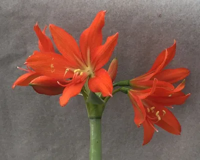 Hippeastrum - Give your garden a wow factor!