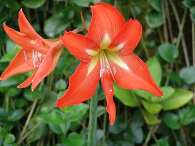 Hippeastrum - Wikipedia