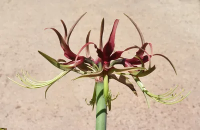 Hippeastrum ramboi – Telos Rare Bulbs